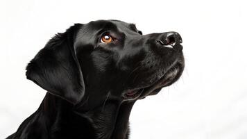 A black dog is looking up at something photo