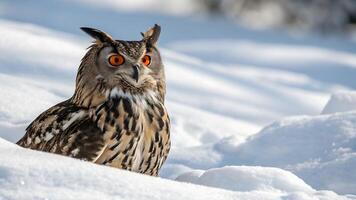 An owl sitting in the snow photo