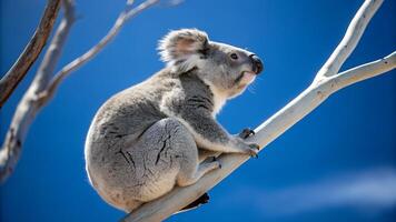 Koala on a tree branch photo
