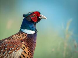 A close up of a pheasant with a blue sky in the background photo