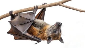 A bat hangs upside down on a branch photo