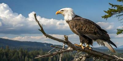 A bald eagle sits on a branch in front of a mountain photo