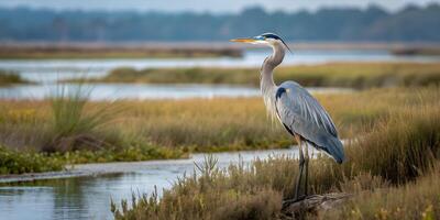 A bird standing on a log in a marsh photo