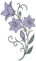 Close-up of the Balloon Flower arranged beautifully and decorated with vines vector