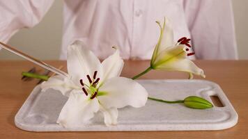A scientist in a lab coat examines a lily flower on a tray using a metal tool, highlighting botanical study video