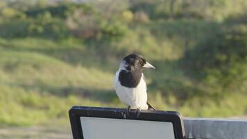 A magpie sits on a sign in a sunny, green landscape. The camera captures the bird's movements and surroundings video