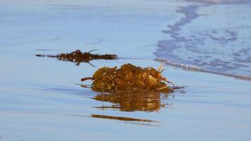 Seaweed gently moves with the tide on a serene beach in Bellarine, Victoria. Captured in natural light, reflecting calm coastal ambiance video