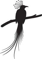 Bird of Paradise Solid black silhouette vector