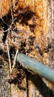 Ants move through a wooden tunnel, interacting with natural elements. Close-up view highlights their activity and environment video