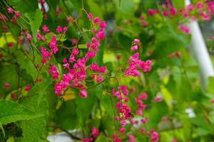Bright pink coral vine flowers bloom vibrantly among lush green leaves, creating a vivid contrast in a tropical garden setting with a visiting honeybee. photo