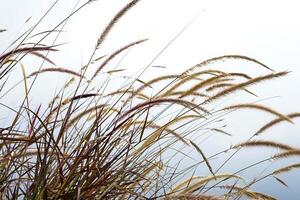 A Close-up of ornamental grass swaying in the wind against a soft white sky. Minimalist nature background perfect for eco branding, editorial use, or peaceful ad concepts. photo