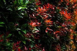 A Dense hedge of Syzygium Red Shoot plants with vibrant red and green leaves, captured in natural light, showcasing lush foliage and tropical garden textures in vivid detail. photo