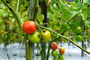 Close-up of a tomato plant with fruits in various ripening stages green, yellowish-orange, and red growing on the vine in a garden with a natural blurred background. photo