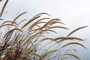Close-up of ornamental grass swaying in the wind against a soft white sky. Minimalist nature background perfect for eco branding, editorial use, or peaceful ad concepts. photo
