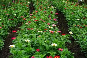 Rows of colorful zinnia flowers blooming vibrantly in a well-maintained garden bed, showcasing a mix of red, white, pink, and yellow hues in full bloom. photo