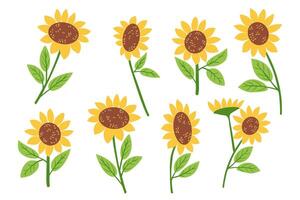 Hand drawn set of bright yellow sunflowers with green leaves in different positions on white background. This symbolizes summer warmth, happiness and natural beauty. vector