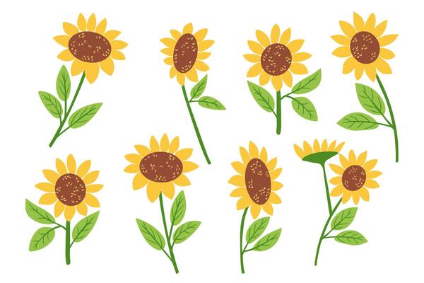Hand drawn set of bright yellow sunflowers with green leaves in different positions on white background. This symbolizes summer warmth, happiness and natural beauty.