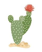 Hand drawn green cactus with a red flower growing on sandy ground isolated on white background. This represents desert resilience and natural minimalism. vector