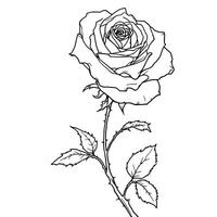 Detailed Line Art Single Rose Flower Stem with Leaves and Thorns for Coloring Pages and Art Projects vector