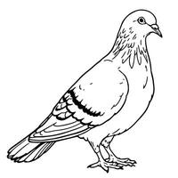 A Detailed Line Art Coloring Page of a Standing Pigeon for Creative Art Projects and Educational Purposes vector