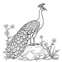Elegant Peacock Standing Proudly on a Rock Surrounded by Delicate Flowers Line Art Coloring Page vector
