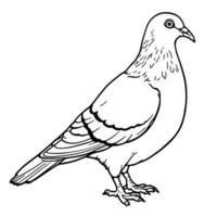 A Detailed Line Art Drawing of a Pigeon Standing Proudly and Ready for Coloring Activities vector