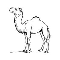 Detailed Realistic Line Art Illustration of a Dromedary Camel Standing Proudly in a Desert Landscape vector