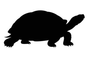 Black Silhouette of a Tortoise on White Background vector