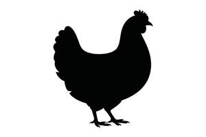 Black Silhouette of a Chicken on White Background fowl vector