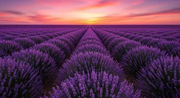 A Purple Dream photo
