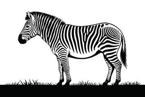 Black and white zebra illustration standing on grass silhouette against white background vector