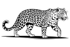 Black and white illustration of a walking leopard with spots on a white background vector
