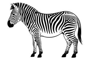 Black and white illustration of a standing zebra with striped pattern vector
