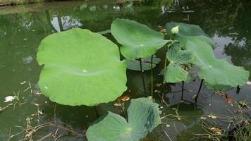 Lotus leaves swaying gently over calm water. video