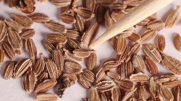 Close-up examination of seeds with a wooden tool in a laboratory setting, highlighting texture and detail video