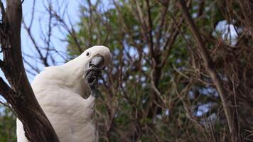 Cockatoo perched on tree branch, eating food video