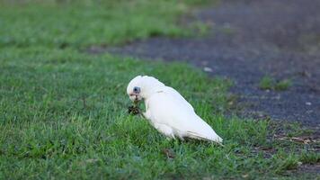 White cockatoo walking and pecking in grass. video
