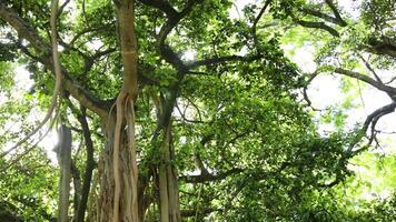 Looking up at a tree with intertwining vines video