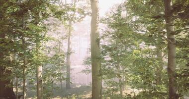 Nature inspired CGI Sunlight filtering through lush trees in a tranquil forest setting video