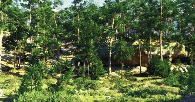 CGI Lush green forest with tall trees and vibrant undergrowth in daylight video