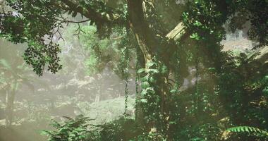CGI Lush rainforest with dense foliage and sunlight filtering through trees video