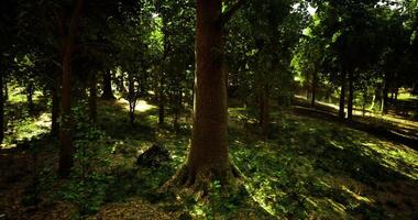 CGI Sunlight filtering through lush trees in a serene forest setting video