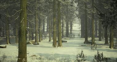 CGI Winter landscape with tall trees and soft snow in a serene forest setting video