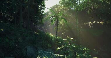 CGI Sunlight filtering through lush trees . Forest Lightfall in a serene forest setting video