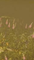 CGI wild field flowers in deep fog video