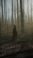 CGI Smoke in forest caused by deforestation video