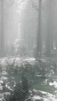 CGI winter snow-covered forest on a cloudy day video