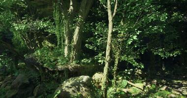 Nature inspired CGI Lush green forest with vibrant foliage and sunlight filtering through trees video