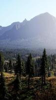 CGI spruce and pine trees and mountains of Colorado video