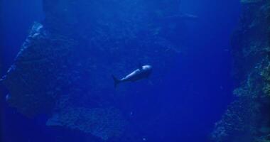Surreal CGI Shark gliding through clear ocean waters near coral reef formations video